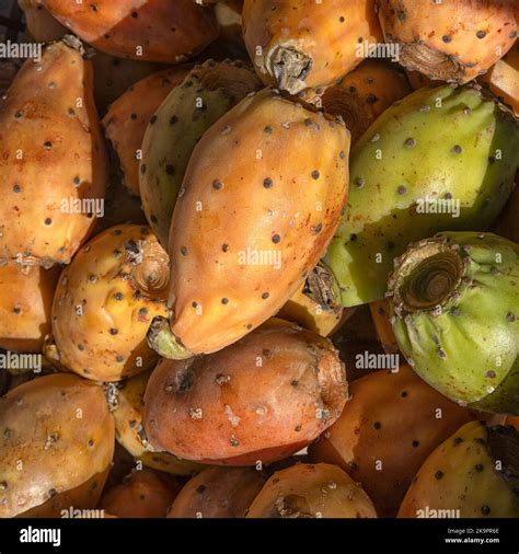 Closeup of fresh Prickly pear cactus fruit on a stall at a food market ...