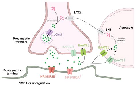 Prolonged Alprazolam Treatment Alters Components of Glutamatergic Neurotransmission in the ...