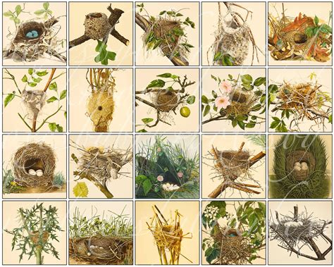 Different Types Of Birds And Their Nests at Herman Stpierre blog