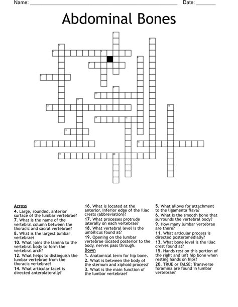 Abdominal Bones Crossword - WordMint