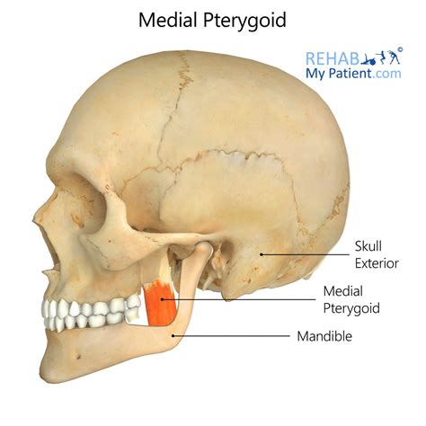Medial Pterygoid | Rehab My Patient