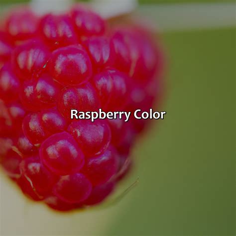 Raspberry Color 的图像结果