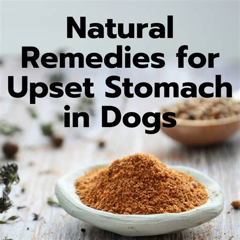 7 Easy Home Remedies for a Dog's Upset Stomach - HubPages