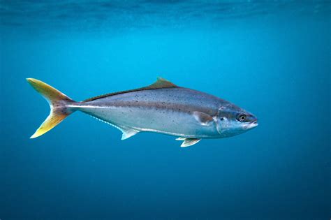 How Long Do Fish Live?
