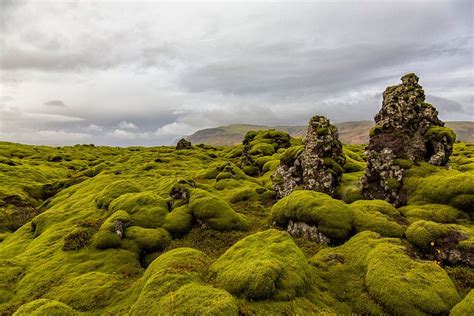 The moss-covered lava fields of Eldhraun in Iceland by Paul Weekers ...