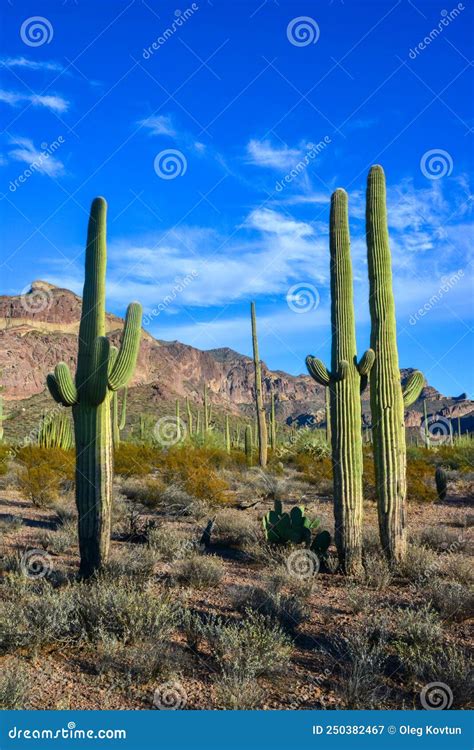 Arizona Desert Landscape, Giant Cacti Saguaro Cactus Carnegiea Gigantea ...
