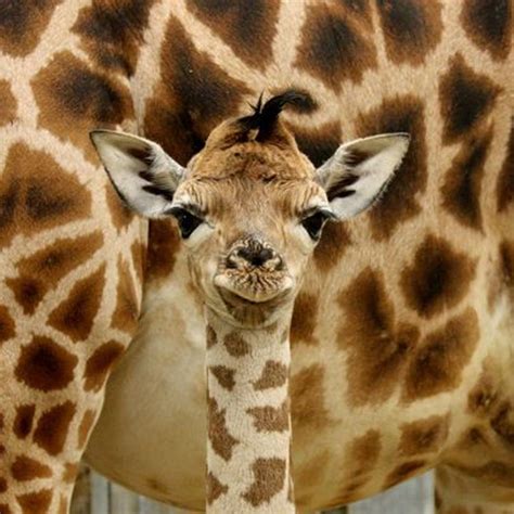 Down Syndrome Giraffe