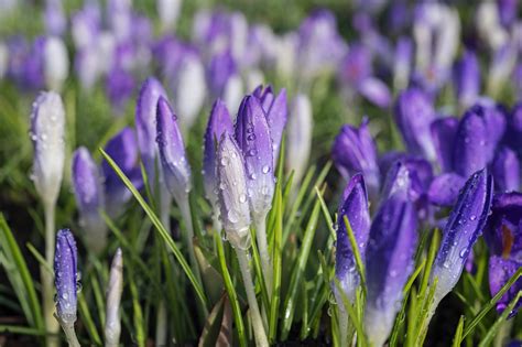 Image result for Fake Spring Seattle