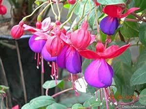 5 : 200pcs enkianthus seeds rare flower Seeds sementes de flores for ...