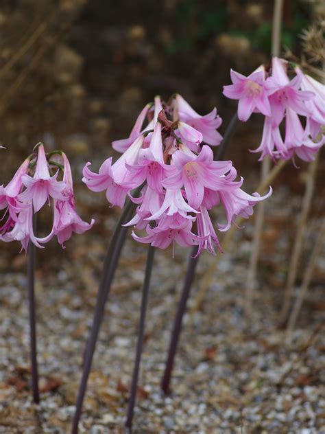 Amaryllis belladonna - Beth Chatto's Plants & Gardens