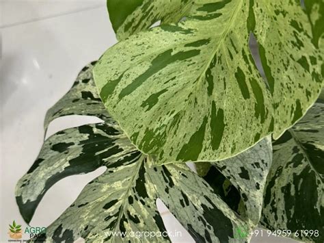Philodendron Monstera Bulbasaur Plant For Sale In India | Online plant ...