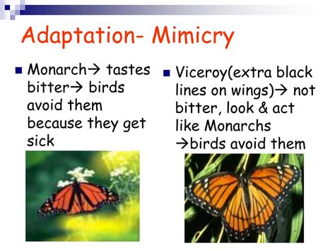 Image result for Implementation Report Summary Example