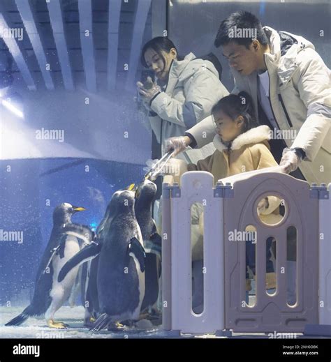 HANGZHOU, CHINA - FEBRUARY 20, 2023 - Children and their parents watch ...