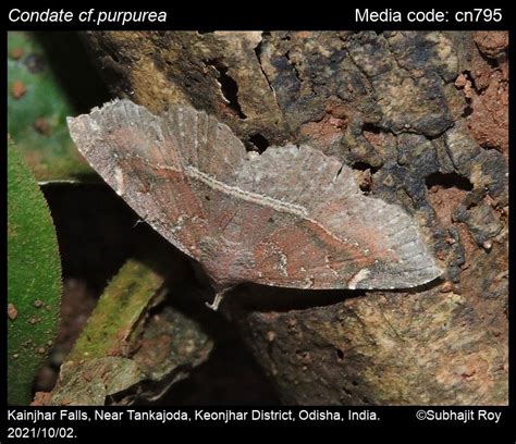 Condate purpurea Hampson, 1902 - | Moths