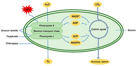 Location Of Light Reactions In Chloroplast