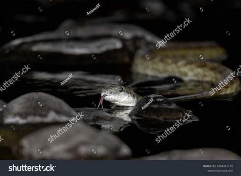 Aodaisho Japanese Rat Snake Close River Stock Photo 2254215195 ...