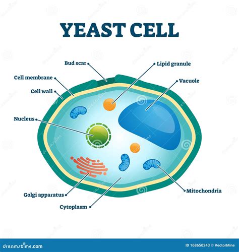 Yeast Under Microscope Labeled