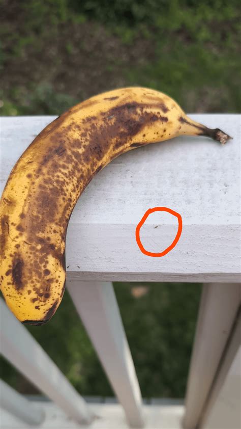 Image result for Silver Spring Tails