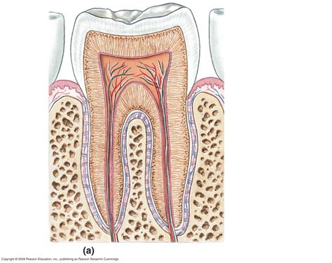 Image result for Tooth Diagram