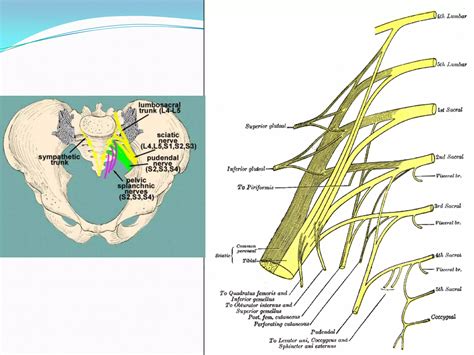 Anatomy of Gluteal Region | PPTX