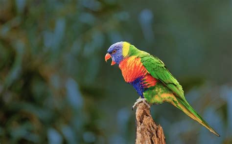 Image result for Parrot Guide