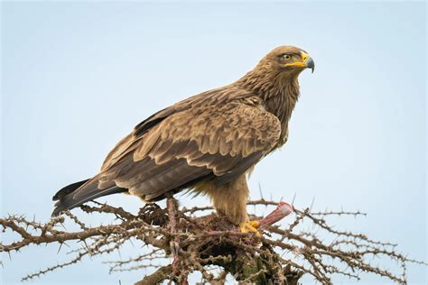 Wild, dangerous & top 10 animals in Denmark 2025