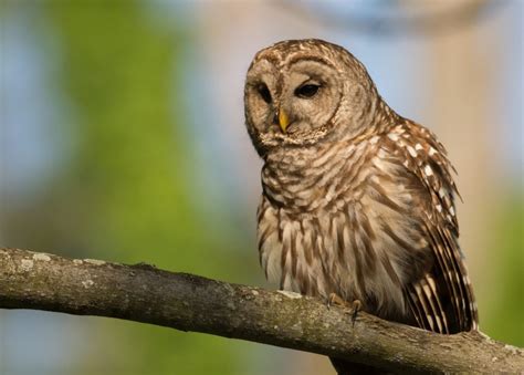 8 Species of Owl in Ohio - Bird Advisors