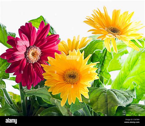 Red and Yellow Flowers Stock Photo - Alamy
