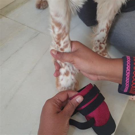 Zoof Casuals – Zoof Pets