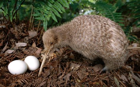 Kiwi Bird Egg