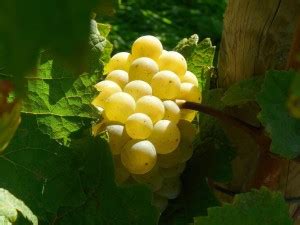 Cloud Farm Grapes Plant Price in India - Buy Cloud Farm Grapes Plant ...