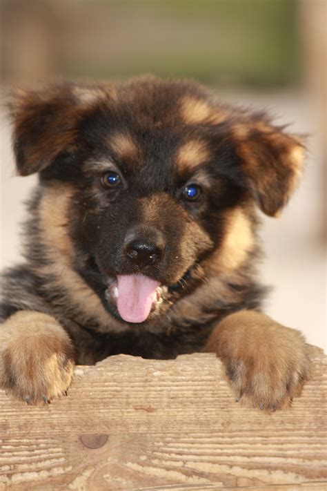 Süße Altdeutsche Schäferhund Welpen abzugeben in Neuss | Tiere ...