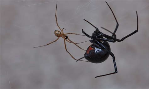 Baby Black Widow Spider: 5 Pictures and 5 Amazing Facts - A-Z Animals