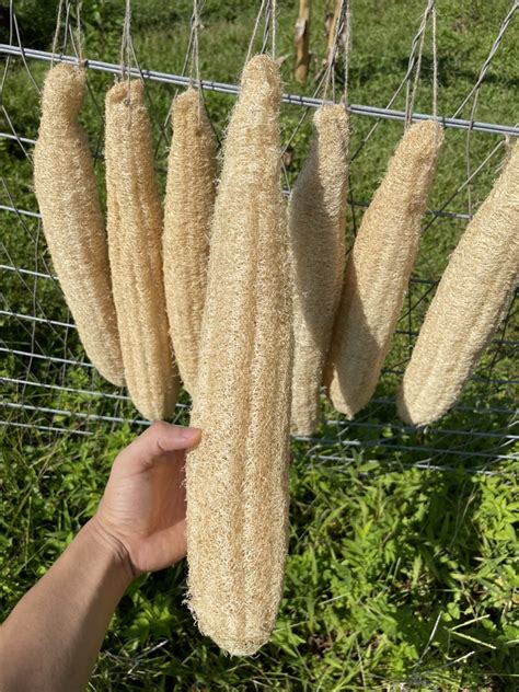 Whole Loofah Natural Loofah Sponge Bulk Loofah Dish Sponge - Etsy Australia