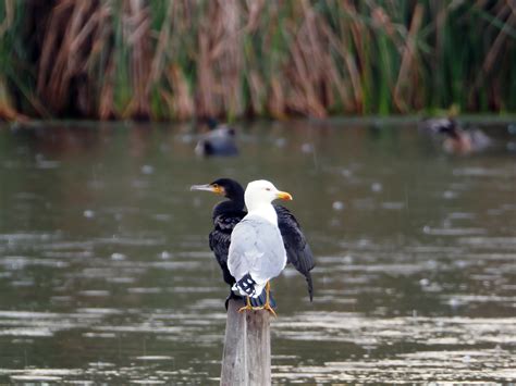 Birding with an E‑M10 Mark IV + Oly 100-400 : r/M43