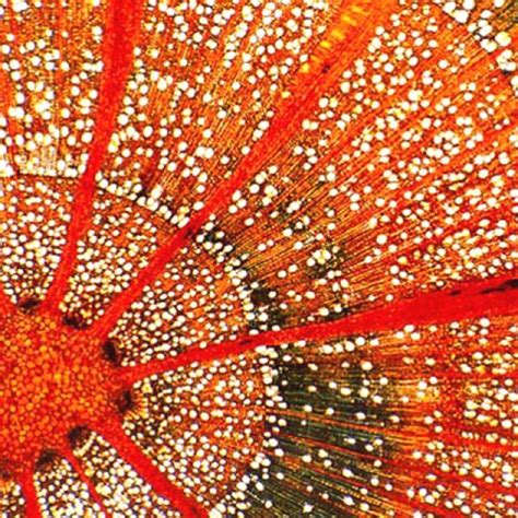 Image result for Cache Microscopic