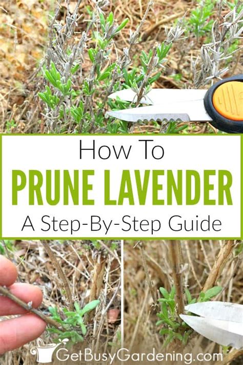Lavender Pruning Tips 的图像结果