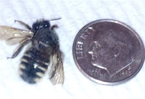 Image result for How to Control Leaf Cutter Bees