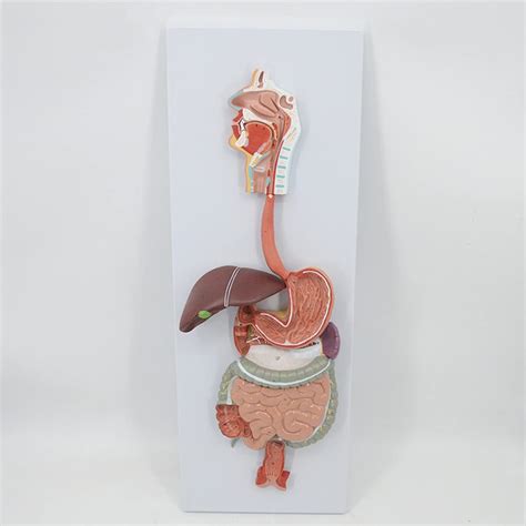 Buy N A Human Digestive System Model, Liver Model Stomach Model Large ...