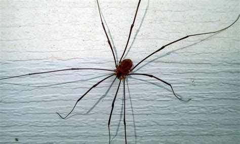 Do Daddy Long Legs Bite: Fact or Myth?