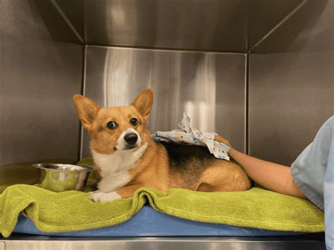 Anesthesia Airway Medicine Given Dog 的图像结果