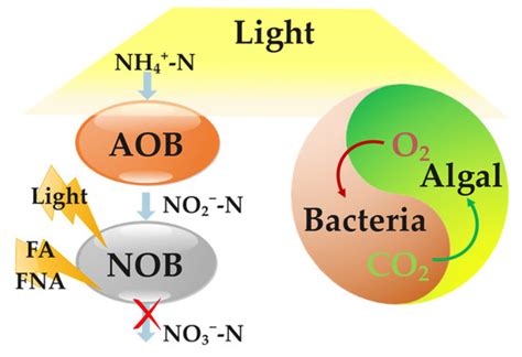 Light Enables Partial Nitrification and Algal-Bacterial Consortium in ...