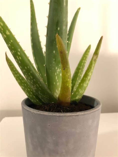 How to Save an Overwatered Aloe Plant: Mistakes You're Making and How ...