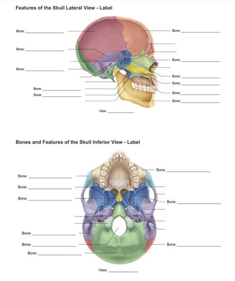 Solved Features of the Skull Lateral View - Label Bone: | Chegg.com