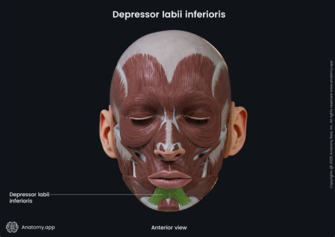 Depressor labii inferioris | Anatomy.app