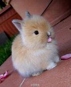 Image result for Cute Baby Lionhead Bunny