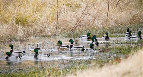 Arkansas Wildlife Weekly Waterfowl Report • Arkansas Game & Fish Commission