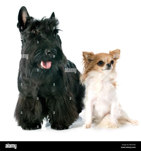 Scottish Terrier and chihuahua in front of white background Stock Photo ...