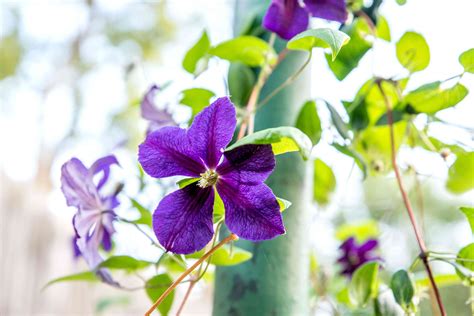 20 Popular Flowering and Vines and Climbers