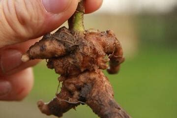 Zwischenfrüchte richtig wählen: 8 Tipps für die Fruchtfolge ...